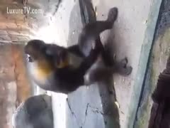 Masturbating monkeys in the garden